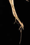 Barbed bristlegrass